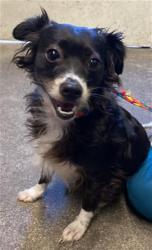 Shelter Stray Female Dog last seen PARK RD & ROSE ST, Sacramento, CA 95818