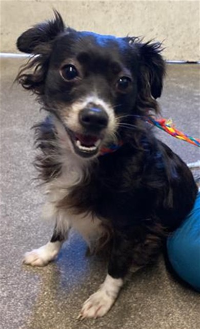 Shelter Stray Female Dog last seen PARK RD & ROSE ST, Sacramento, CA 95818