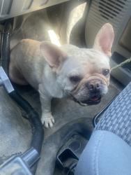 Shelter Stray Female Dog last seen Near BLOCK BUSSELL RD, BAKERSFIELD CA 93314, Bakersfield, CA 93308
