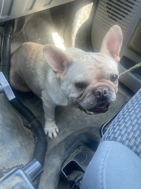 Shelter Stray Female Dog last seen Near BLOCK BUSSELL RD, BAKERSFIELD CA 93314, Bakersfield, CA 93308