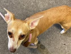 Shelter Stray Male Dog last seen PARK RD & ROSE ST, Sacramento, CA 95818