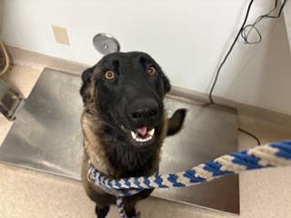 Shelter Stray Female Dog last seen Near BLOCK NELSON CT, ARVIN CA 93203, Bakersfield, CA 93308