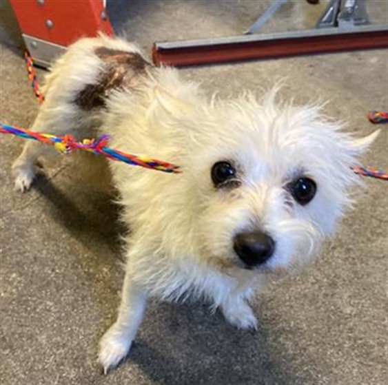 Shelter Stray Female Dog last seen PARK RD & ROSE ST, Sacramento, CA 95818