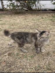 Shelter Stray Female Cat last seen Near BLOCK ROSE AVE LONG BEACH CA 90813, Long Beach, CA 90815