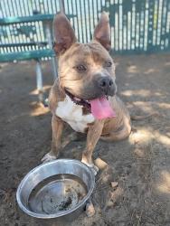 Shelter Stray Male Dog last seen W BELMONT AVE & N LITTLE LEAGUE DR, SAN BERNARDINO, CA, 92407, San Bernardino, CA 92401