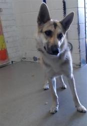Shelter Stray Female Dog last seen Near BLOCK CERES, San Bernardino, CA 92401