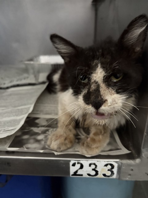 Shelter Stray Male Cat last seen Near BLOCK N MADISON, San Bernardino, CA 92401