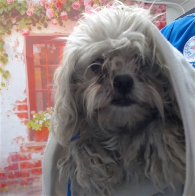 Shelter Stray Female Dog last seen Near BLOCK E. MONTROSE ST, San Bernardino, CA 92401