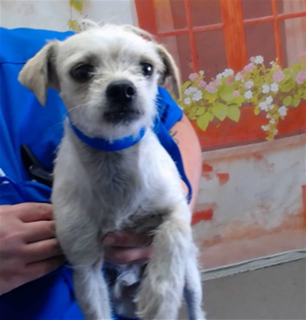 Shelter Stray Male Dog last seen Near BLOCK E. MONTROSE ST, San Bernardino, CA 92401