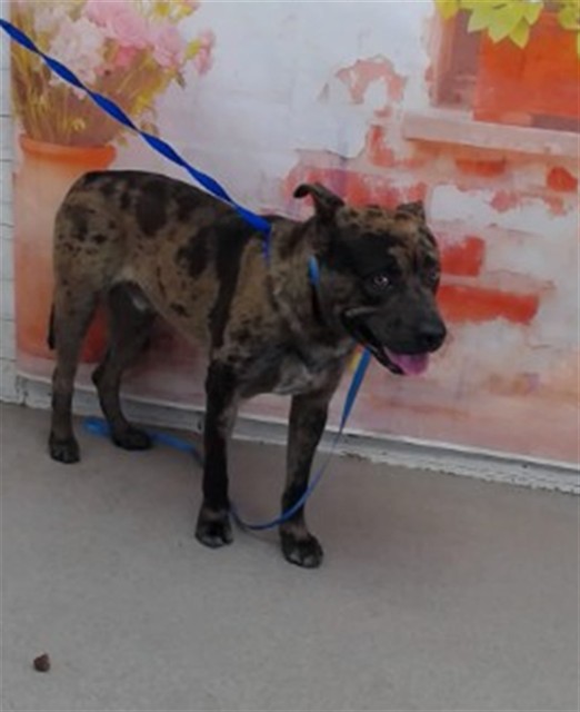 Shelter Stray Male Dog last seen Near BLOCK MOUNT VERNON, San Bernardino, CA 92401