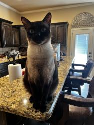 Reunited Male Cat last seen 98th and Milwaukee , Lubbock, TX 79424