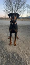 Reunited Male Dog last seen Sheep creek road, Phelan, CA 92371
