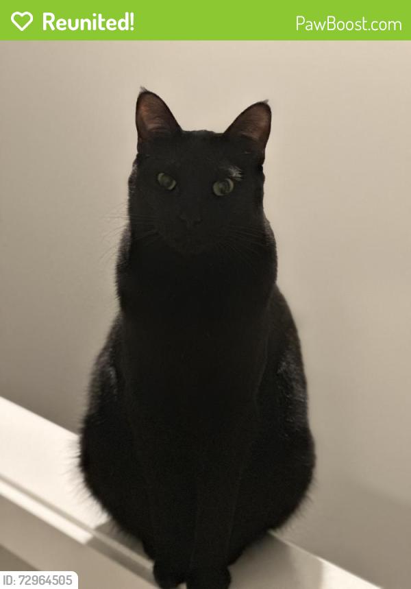 Reunited Female Cat last seen 25th Ct SE , Olympia, WA 98503