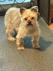 Found/Stray Female Dog last seen St. Thomas, Westerville, OH 43081