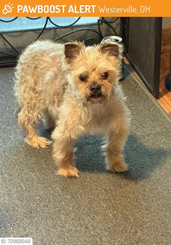 Found/Stray Female Dog last seen St. Thomas, Westerville, OH 43081