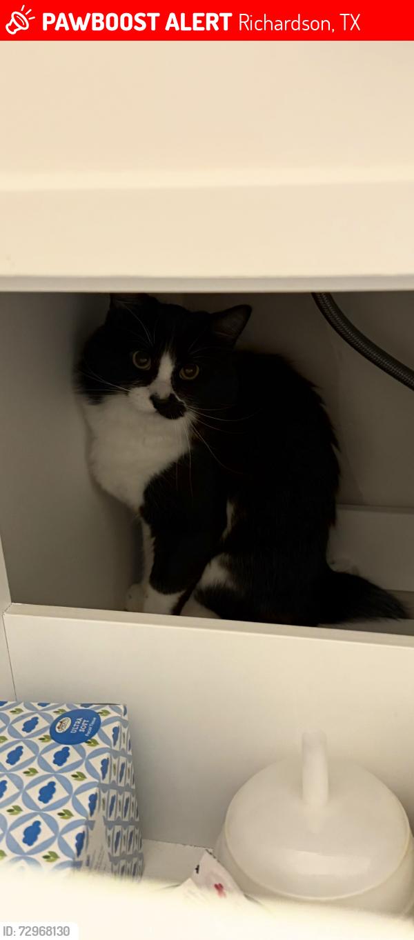 Lost Male Cat last seen Near Christopher ln, Richardson, TX 75082