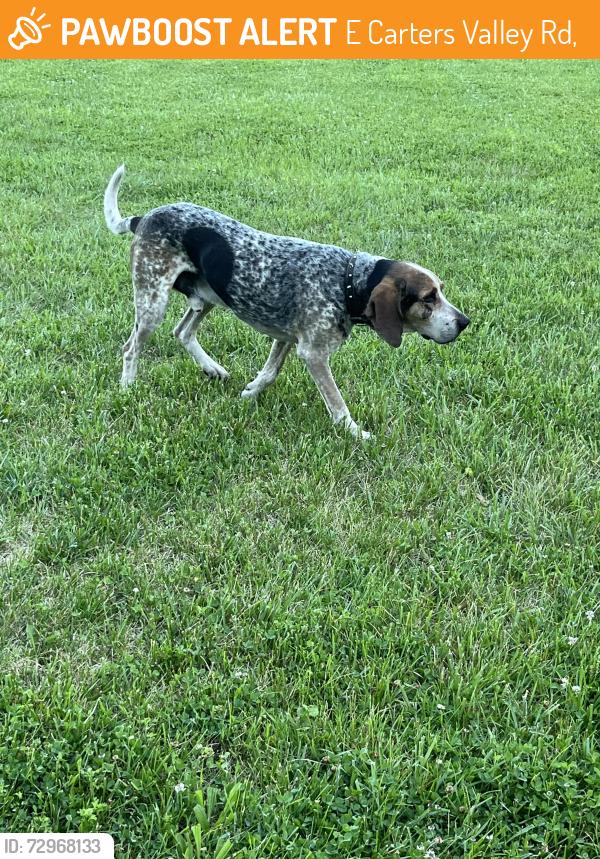 Found/Stray Male Dog last seen WAdlow Gap Rd, E Carters Valley Rd,  37660