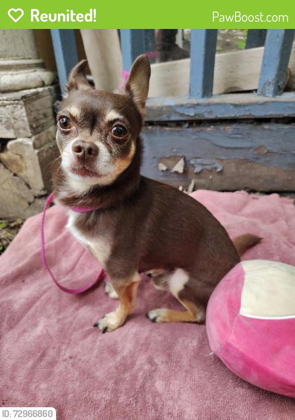 Reunited Male Dog last seen 24th street south & 14th Ave., Minneapolis, MN 55404