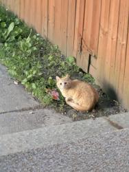 Lost Male Cat last seen Haish,First,Bush , DeKalb, IL 60115