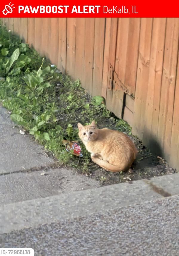 Lost Male Cat last seen Haish,First,Bush , DeKalb, IL 60115