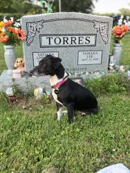 Lost Female Dog last seen Amherst St, Buffalo, NY 14207