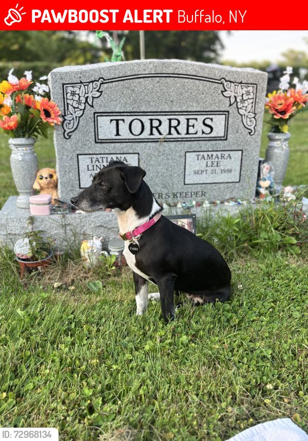 Lost Female Dog last seen Amherst St, Buffalo, NY 14207