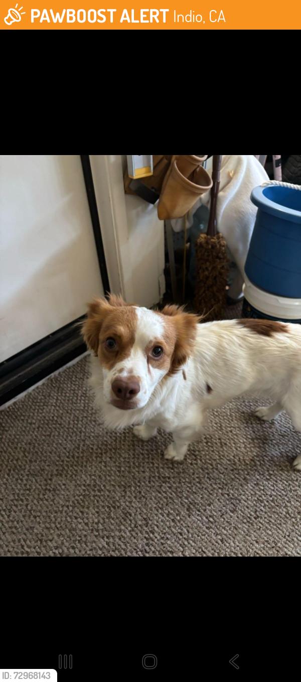 Found/Stray Male Dog last seen Adams, Indio, CA 92203