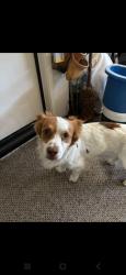 Found/Stray Male Dog last seen Adams, Indio, CA 92203