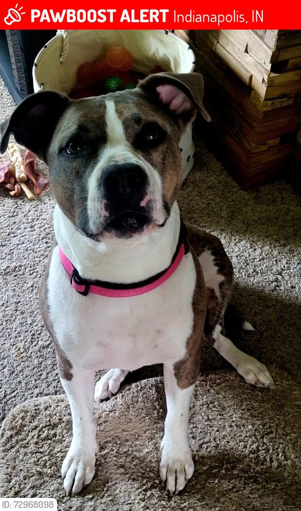 Lost Female Dog last seen The intersection of S. Kitley Ave. and E. Iona Rd. in Indianapolis corresponds to the 1700 South / 1800 South block for Kitley Avenue and the 6500 East / 6600 East block for Iona Road, Indianapolis, IN 46203