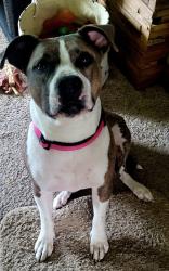 Lost Female Dog last seen The intersection of S. Kitley Ave. and E. Iona Rd. in Indianapolis corresponds to the 1700 South / 1800 South block for Kitley Avenue and the 6500 East / 6600 East block for Iona Road, Indianapolis, IN 46203