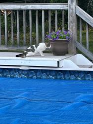 Found/Stray Unknown Cat last seen Hilltop Dr, Portland, CT 06457