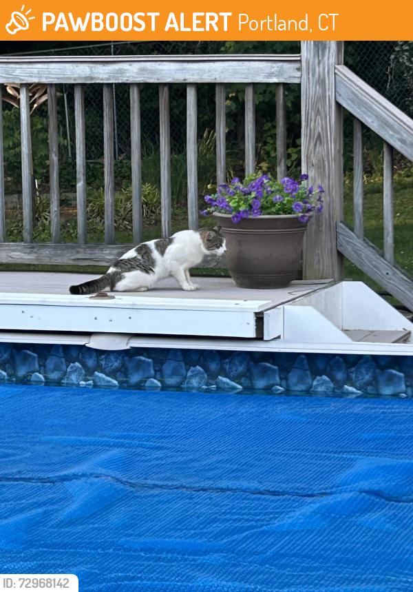 Found/Stray Unknown Cat last seen Hilltop Dr, Portland, CT 06457