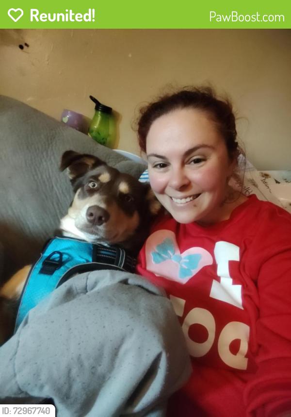 Reunited Female Dog last seen Northbridge and Highway 52, Moncks Corner, SC 29461