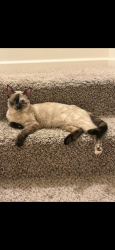 Reunited Female Cat last seen Kohl met, Muncie, IN 47303
