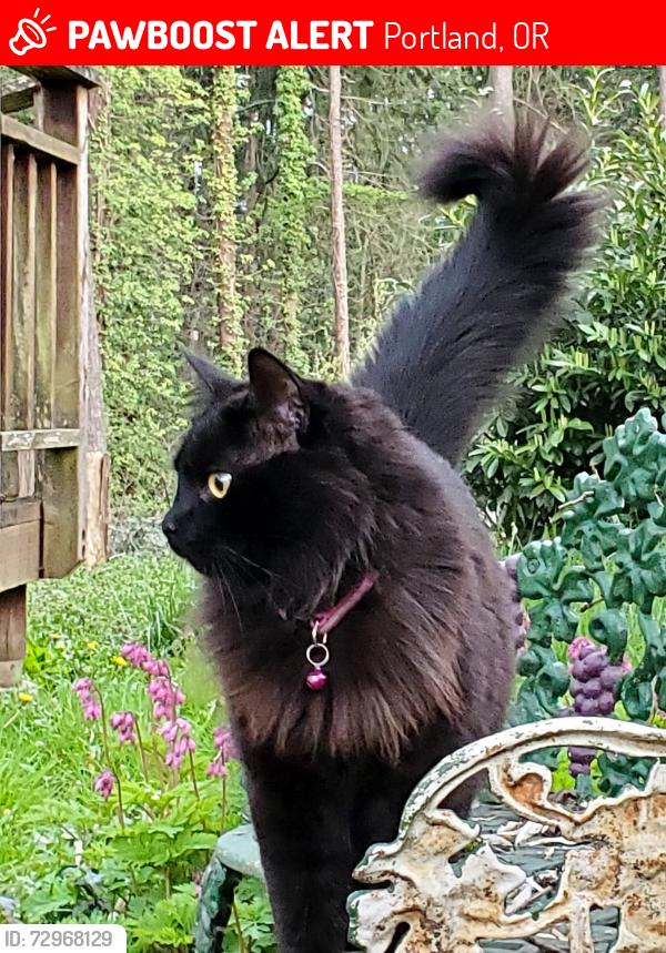 Lost Female Cat last seen Near powellhurst bar on 122nd and powell, Portland, OR 97236
