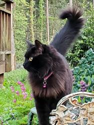 Lost Female Cat last seen Near powellhurst bar on 122nd and powell, Portland, OR 97236