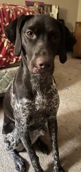 Reunited Female Dog last seen By Watauga Middle School, Watauga, TX 76148