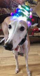 Reunited Male Dog last seen Goodwin Drive near Alma road, Plano, TX 75023