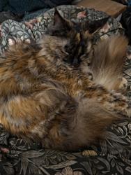 Lost Female Cat last seen New road bream , Bream, England 