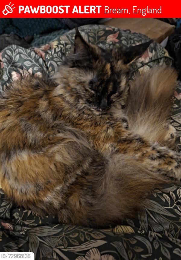 Lost Female Cat last seen New road bream , Bream, England 