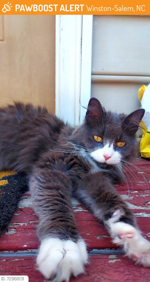 Found/Stray Female Cat last seen W 1st street near Brookstown Avenue, Winston-Salem, NC 27101