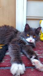 Found/Stray Female Cat last seen W 1st street near Brookstown Avenue, Winston-Salem, NC 27101