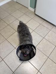 Found/Stray Male Dog last seen Balderas , Escambia County, FL 32507