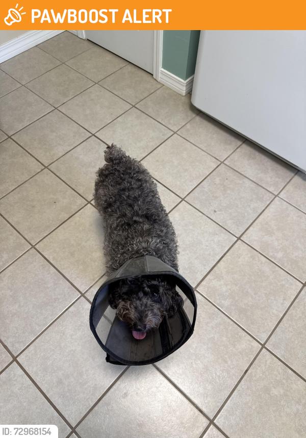 Found/Stray Male Dog last seen Balderas , Escambia County, FL 32507