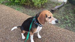 Reunited Male Dog last seen Roaming around the neighborhood, Roger’s Park, Kennadale high school, Kennedale, TX 76060