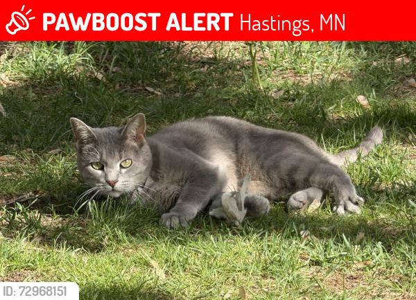 Lost Female Cat last seen Highland Dr and 17th Street , Hastings, MN 55033
