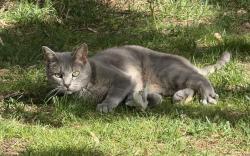Lost Female Cat last seen Highland Dr and 17th Street , Hastings, MN 55033