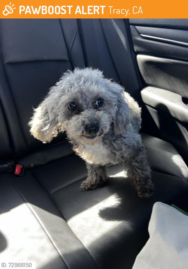 Found/Stray Female Dog last seen Holy drive , Tracy, CA 95304