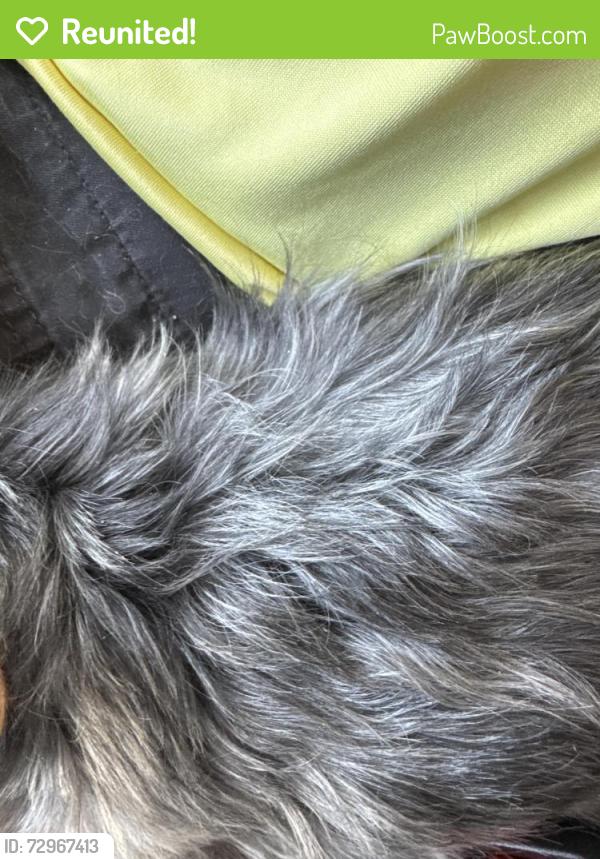 Reunited Male Dog last seen Campbell ranch ave, Enterprise, NV 89179