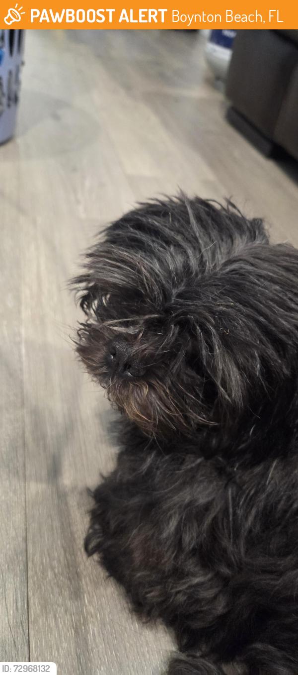 Found/Stray Male Dog last seen Princeton Place at Gables End, Boynton Beach, FL 33436
